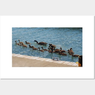 A Lot of Canada Geese Goslings Swimming Posters and Art